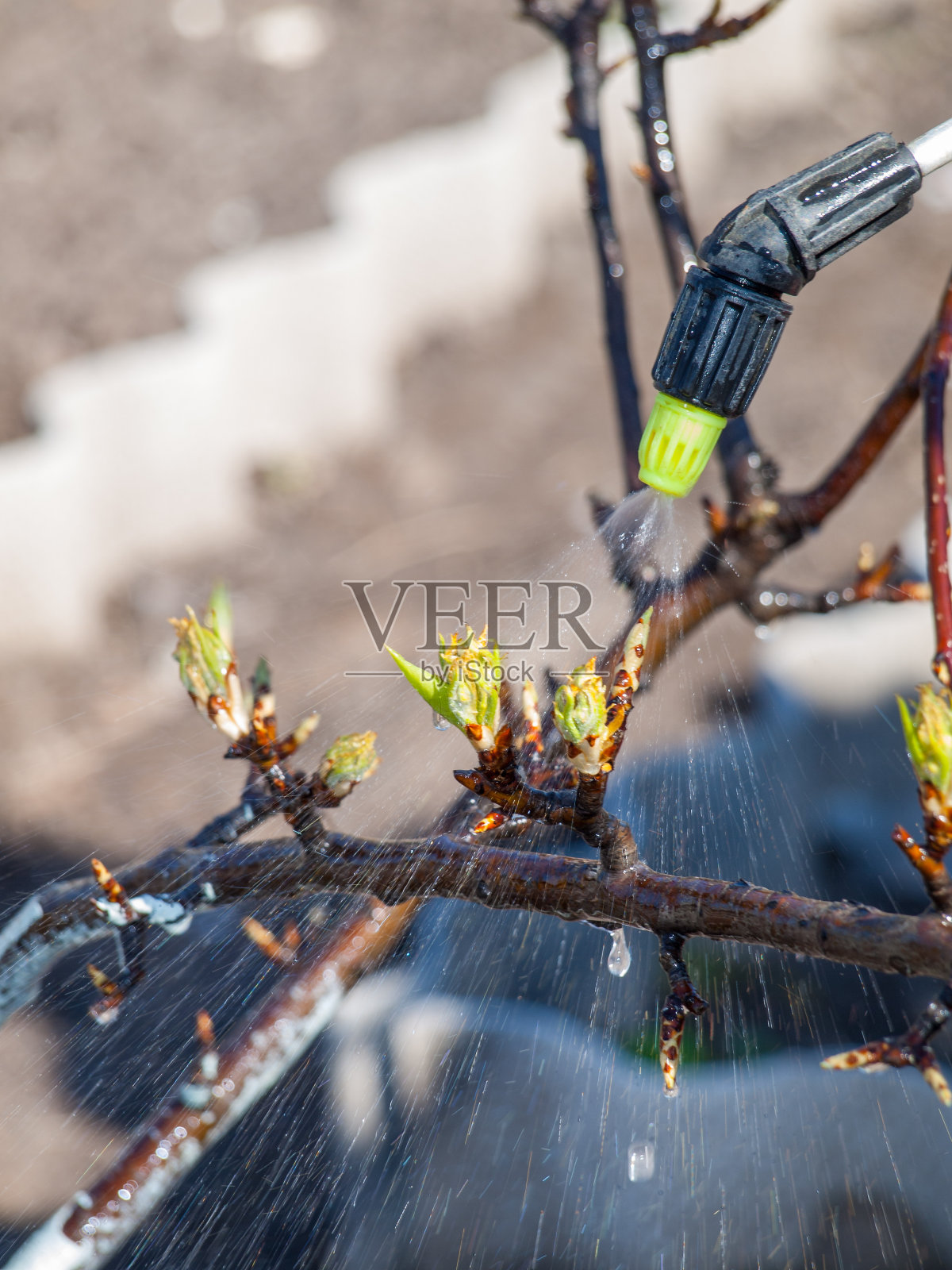 用喷雾器保护幼梨免受真菌病或害虫侵害照片摄影图片