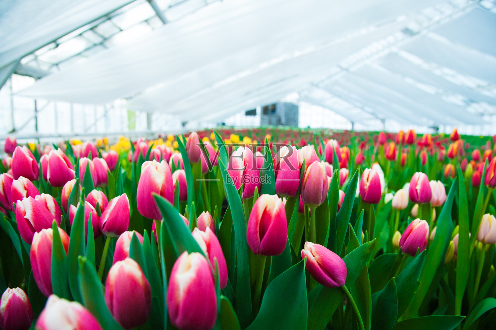 郁金香田的春景照片摄影图片