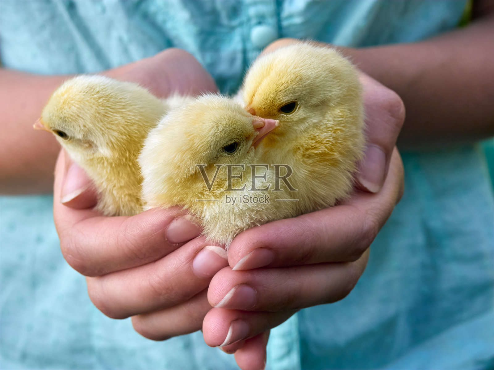 女人的手牵着一只小鸡。照片摄影图片