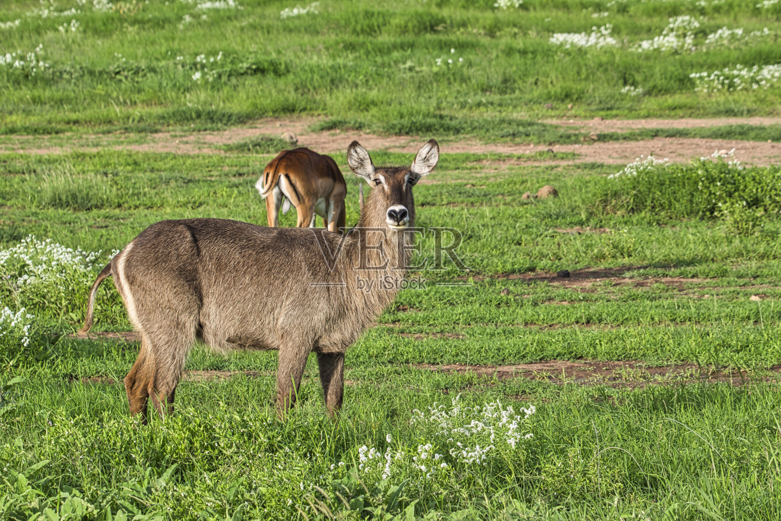 肯尼亚察沃东部国家公园、察沃西部和安博塞利的羚羊照片摄影图片