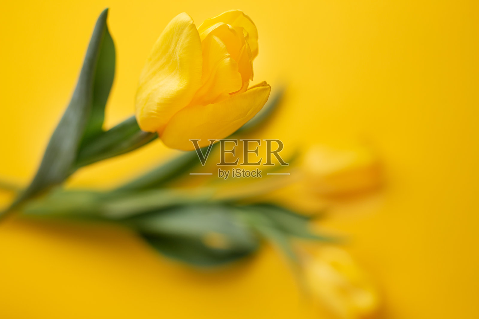 彩色照片的新鲜的春天花郁金香在黄色的背景。复活节快乐，母亲节贺卡。照片摄影图片