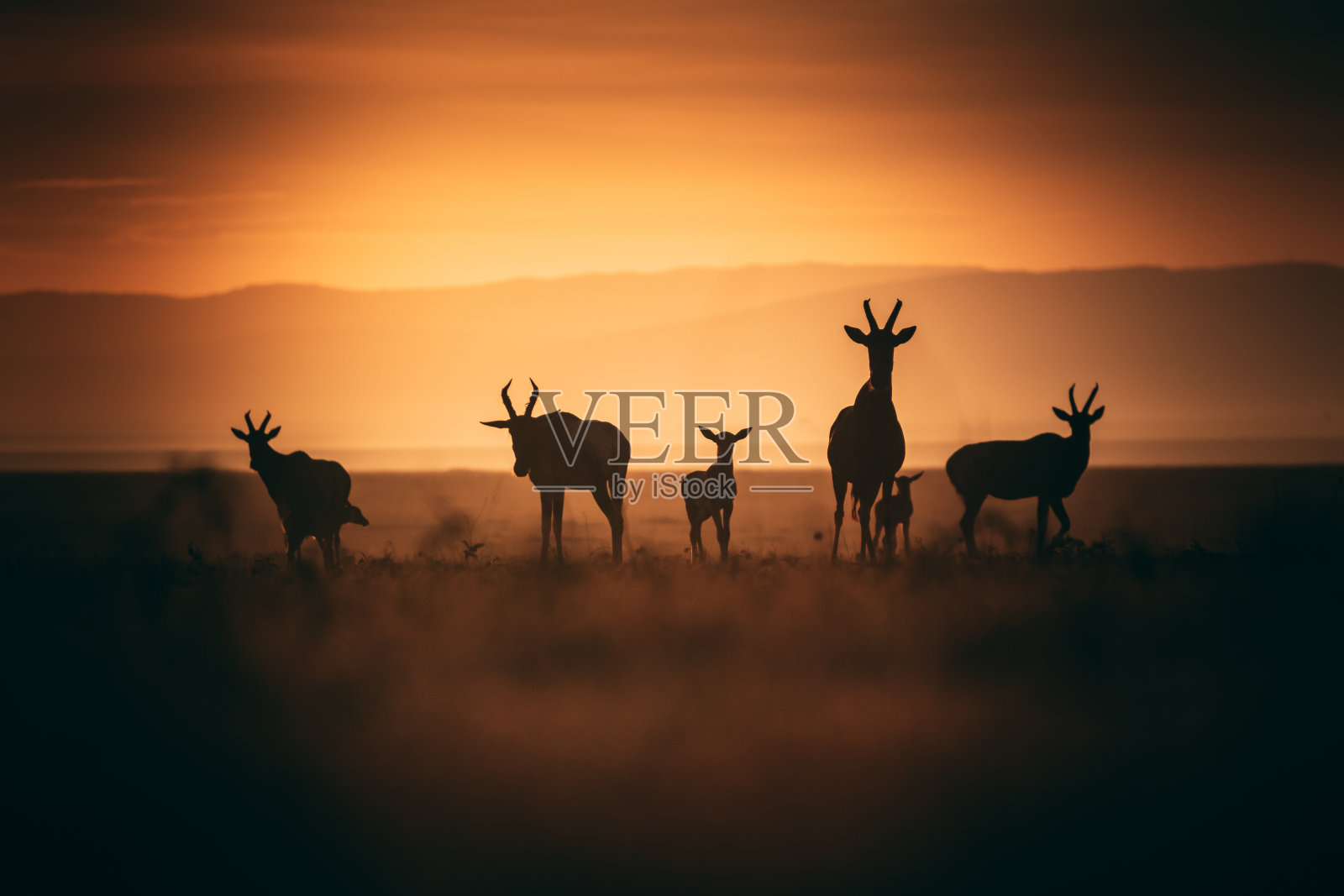 遮阳帽日出时照片摄影图片