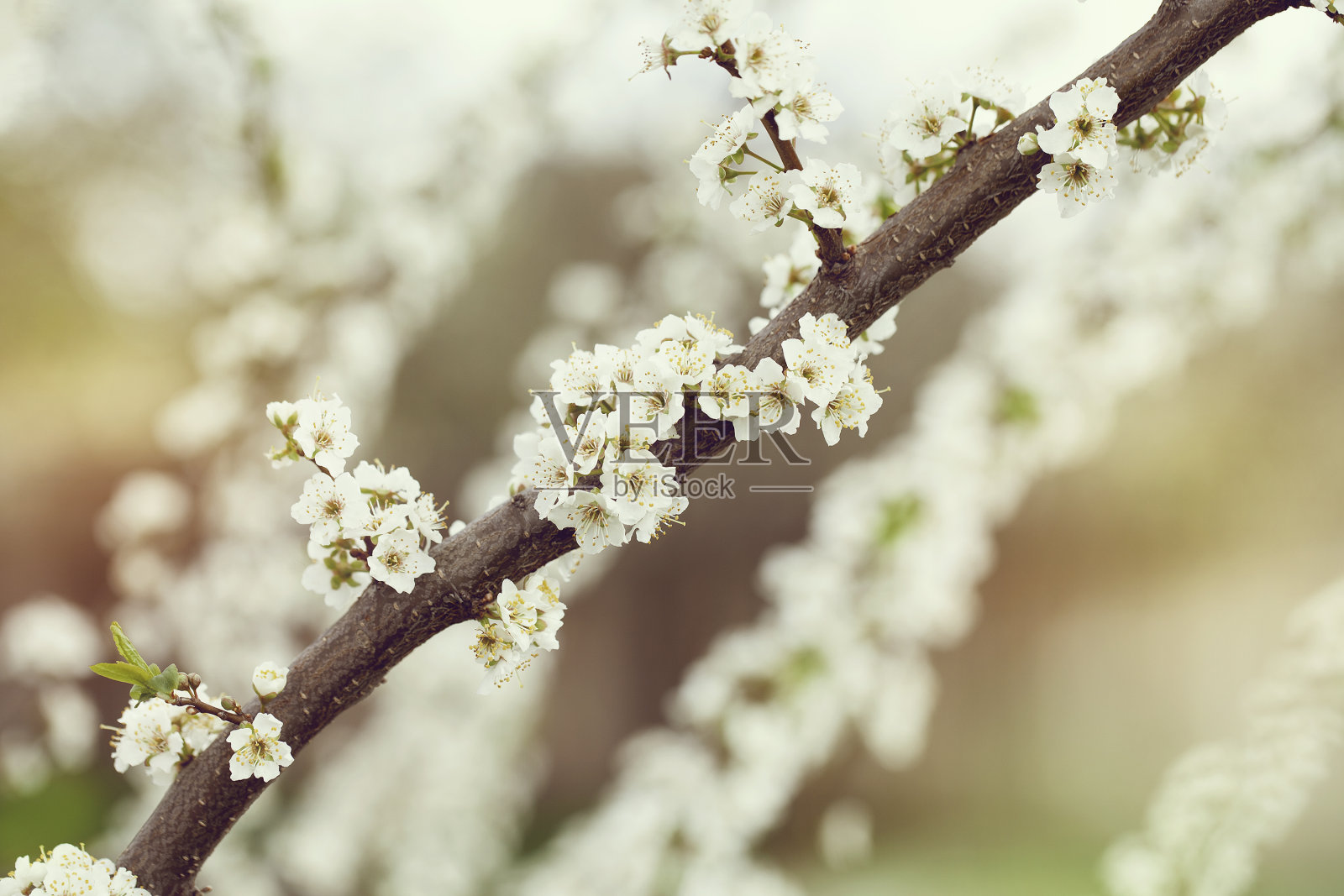 选择焦点的美丽樱花。照片摄影图片