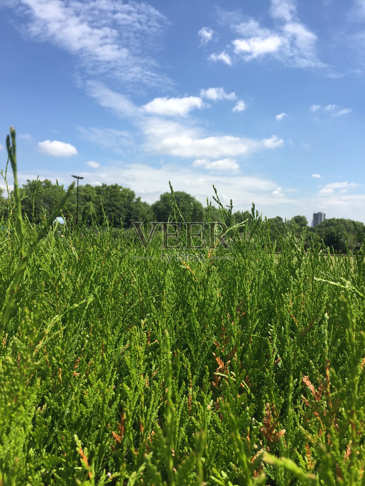 夏天的照片照片摄影图片
