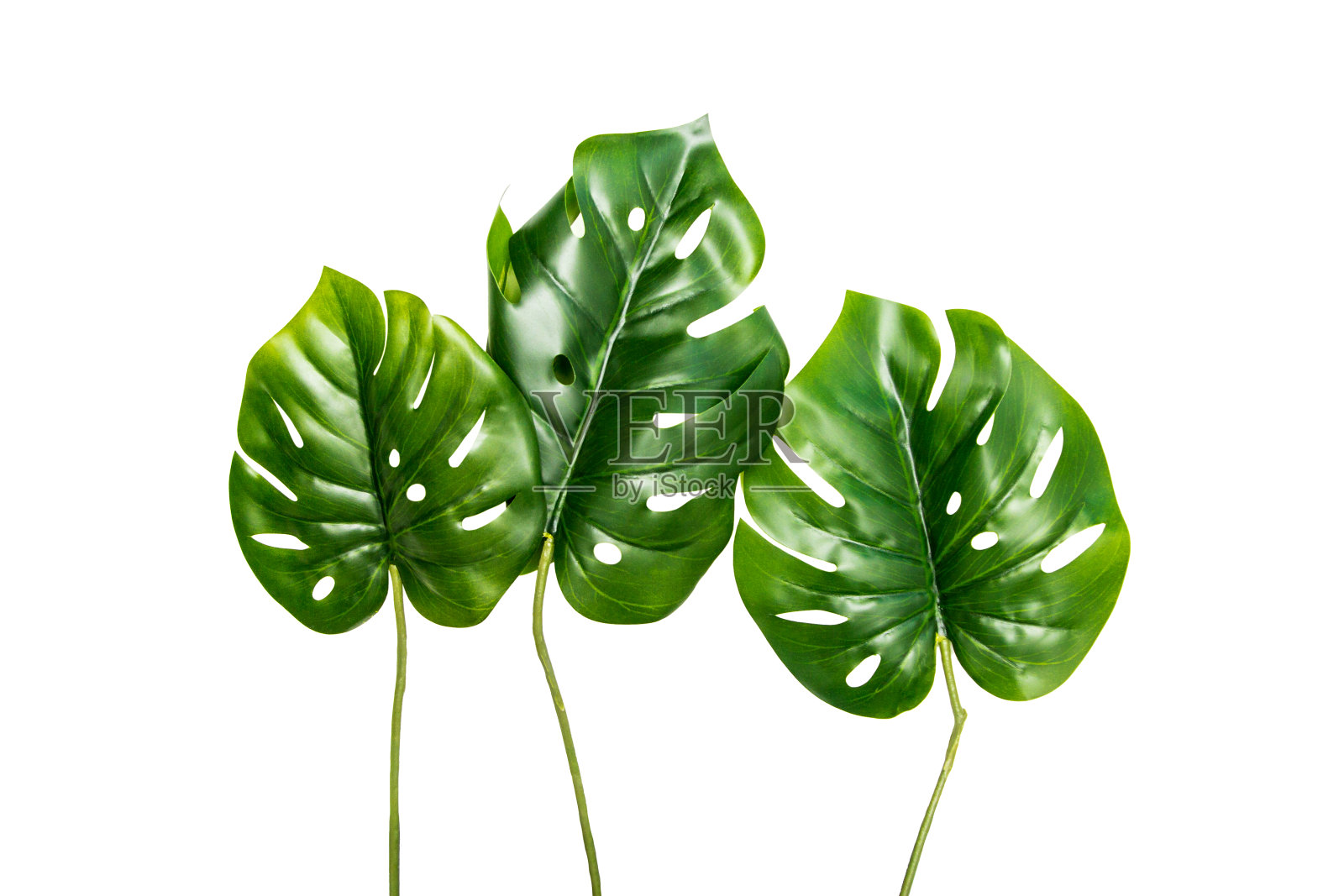 大的绿色植物叶子孤立在白色的背景上照片摄影图片