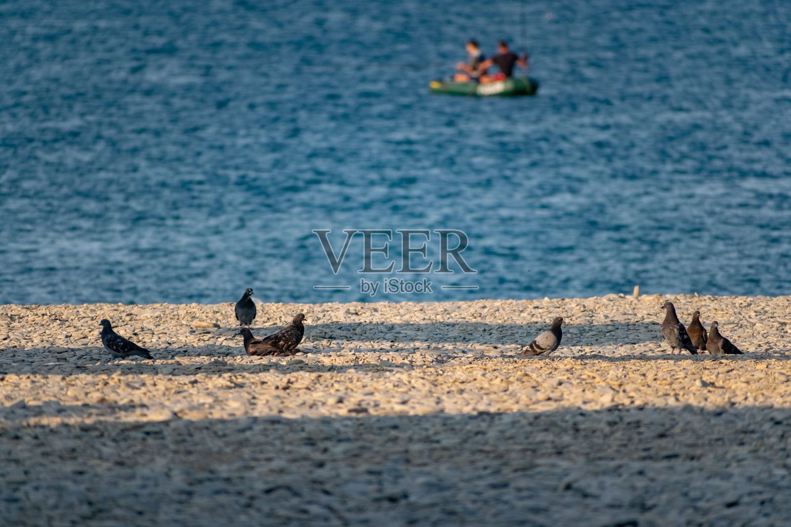 深蓝色和彩色的鸽子沿着海边散步，附近有一大片咸水。景观与鸟类照片摄影图片