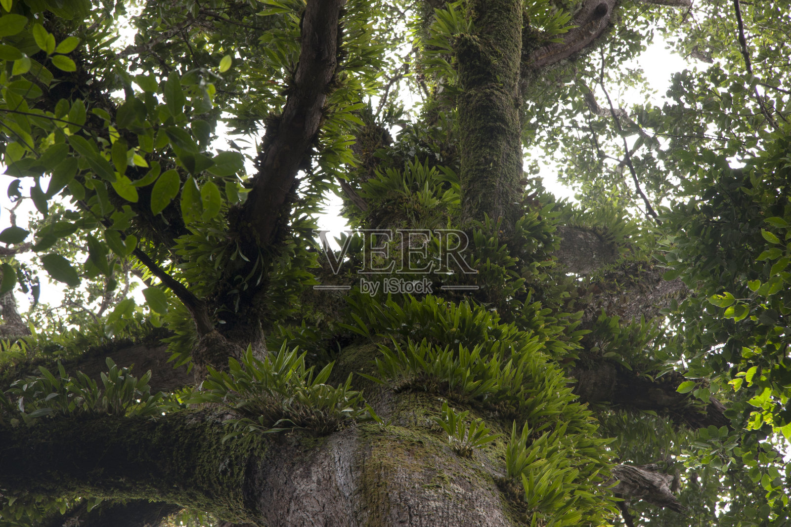 丛林跟踪照片摄影图片