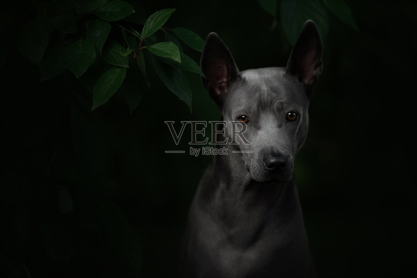 灰色泰国脊背狗肖像户外在夏天照片摄影图片