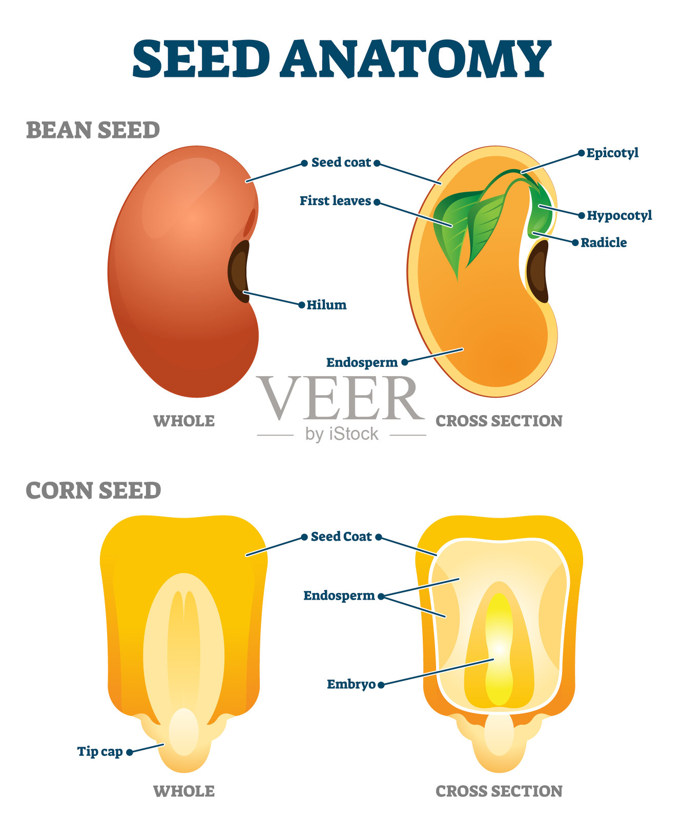 种子解剖矢量插图。标注教育植物学结构方案插画图片素材
