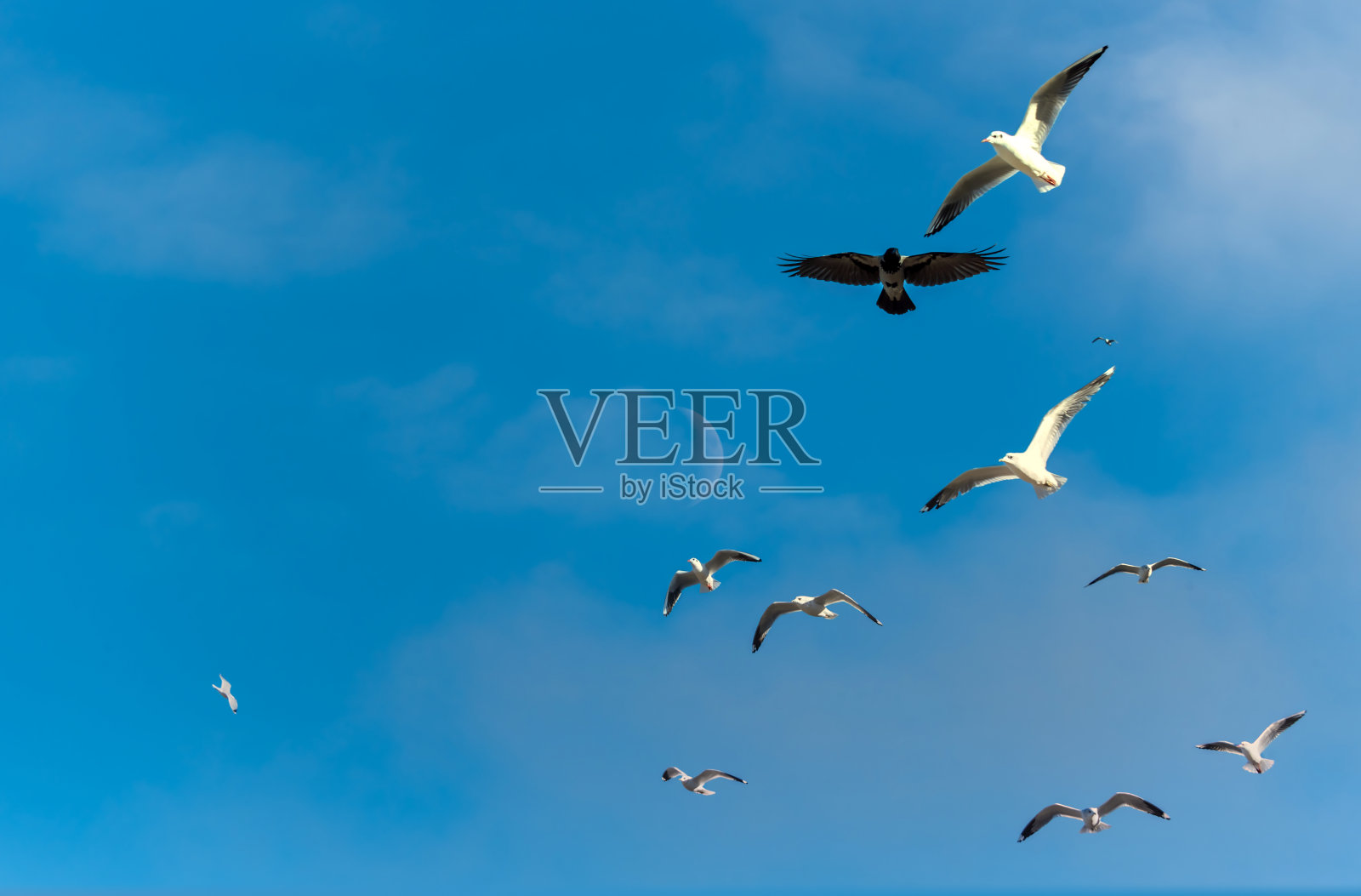 日出时波罗的海海滩上的鸟和月亮照片摄影图片