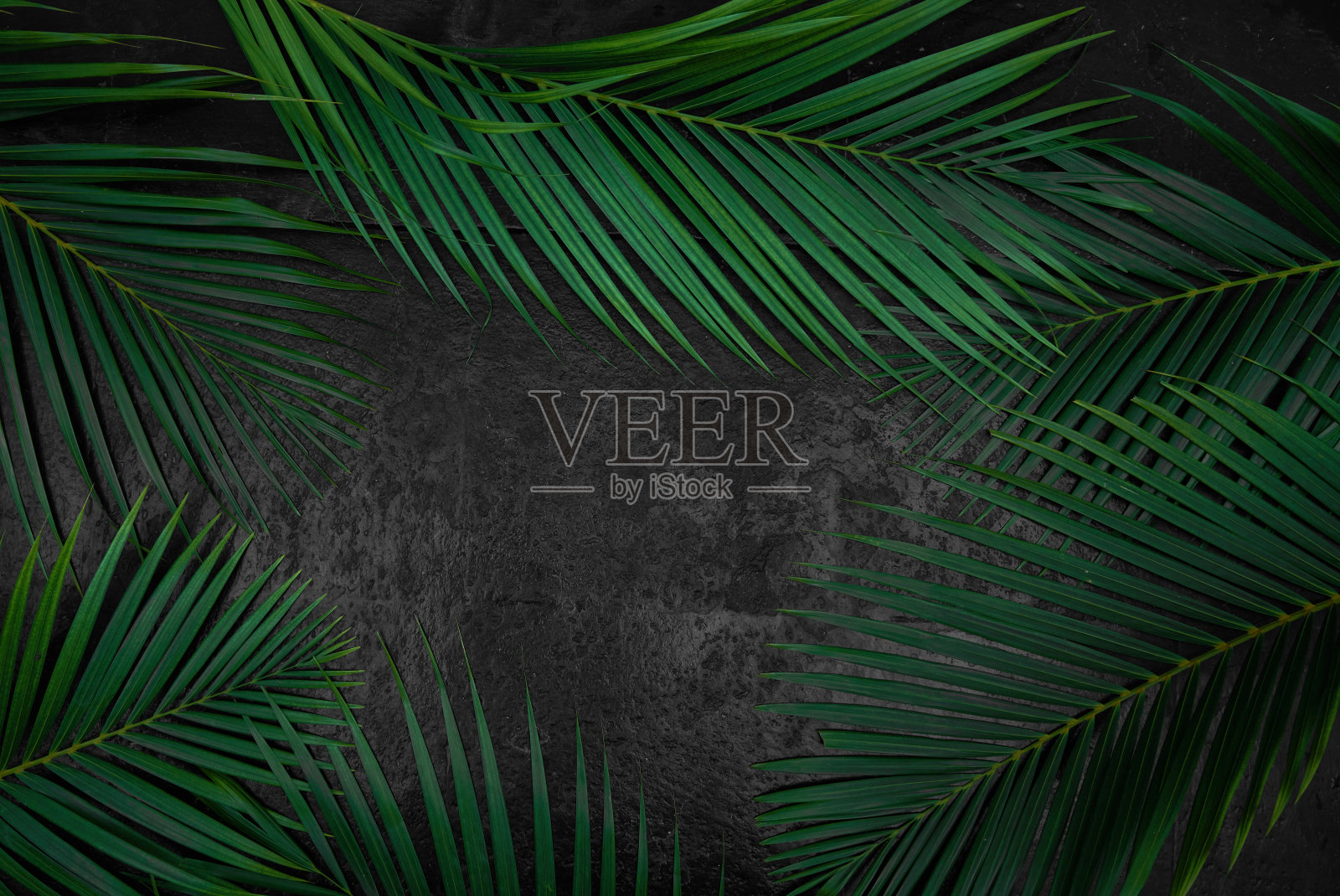 深绿色热带棕榈叶模型在自然的黑色石头背景与copyspace顶视图。由异域棕榈树制成的叶片框架照片摄影图片