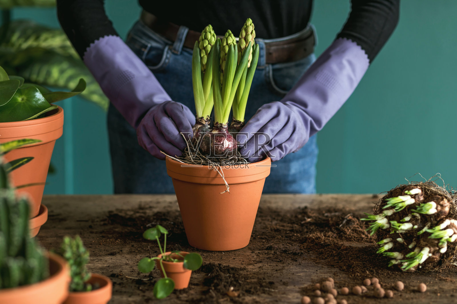 女园丁正在移植美丽的植物，仙人掌，多肉到陶瓷盆和照顾家里的花在复古木桌上，她的概念的家花园。照片摄影图片