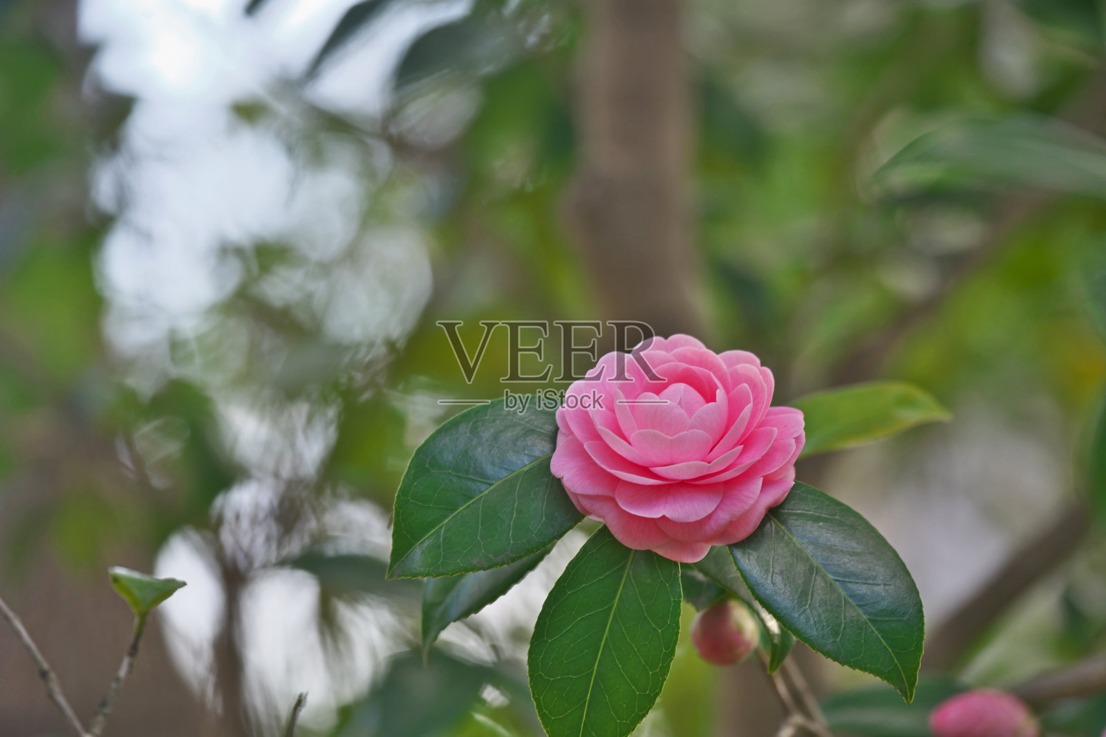 日本茶花 ‘Otome’照片摄影图片