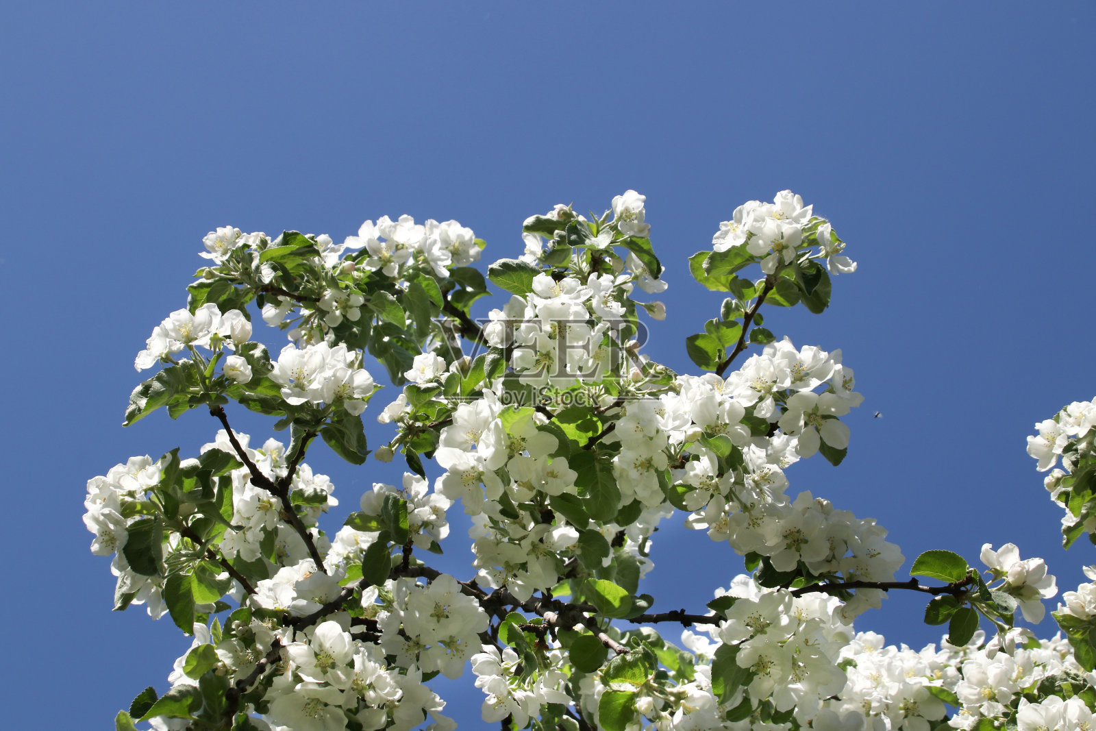 春天的蓝天背景上，苹果树开花的树枝照片摄影图片