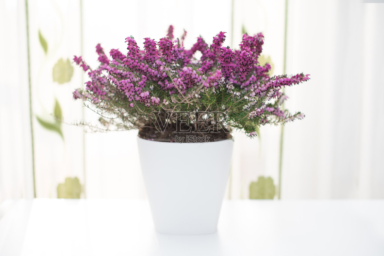 艾丽卡darleyensis照片摄影图片