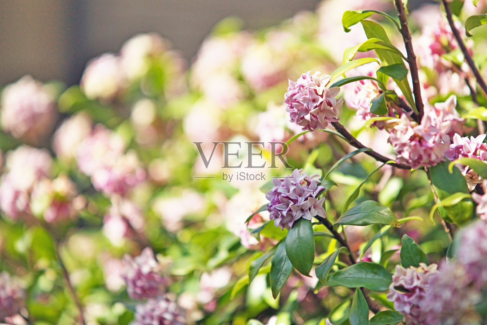 瑞香照片摄影图片