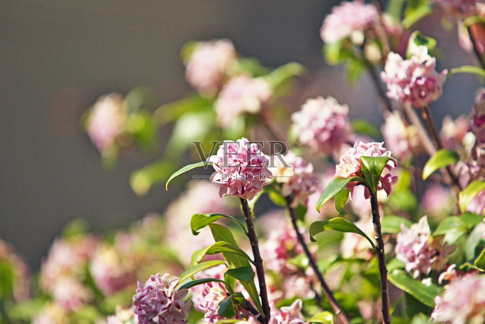 瑞香照片摄影图片