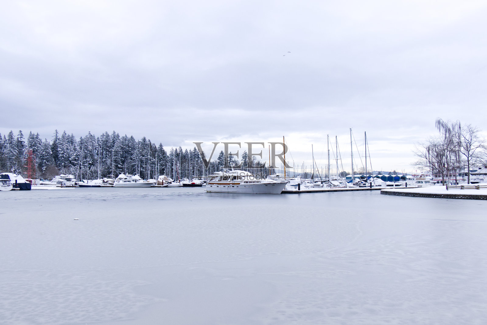 在温哥华的煤港，码头上的船只被冻住。照片摄影图片
