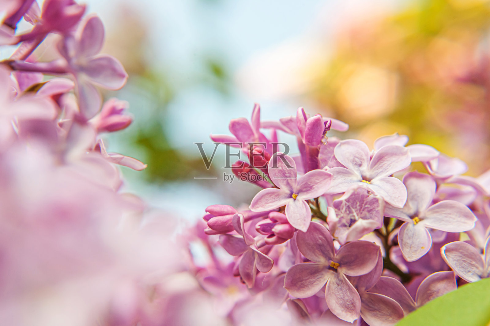 美丽的气味紫罗兰紫丁香花在春天的时间。关闭丁香的大枝选择焦点。灵感自然开花花园或公园。自然生态景观照片摄影图片