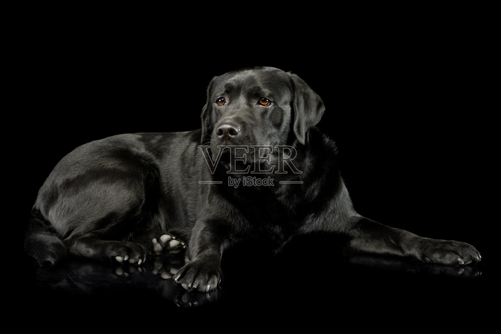 这是一只可爱的拉布拉多寻回犬的照片照片摄影图片