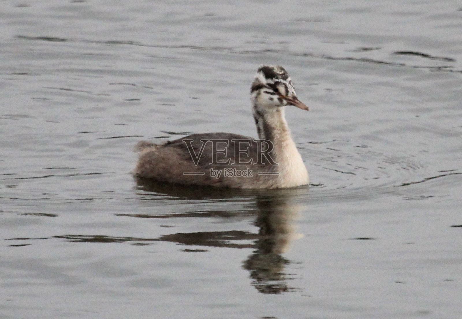 大冠毛鸊鷉- Podiceps cristatus照片摄影图片