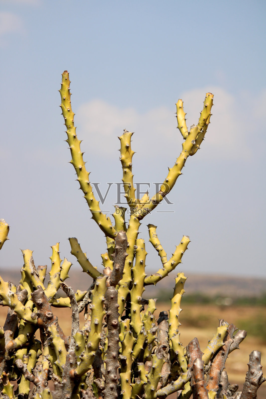 一种在沙漠中多刺的仙人掌。照片摄影图片