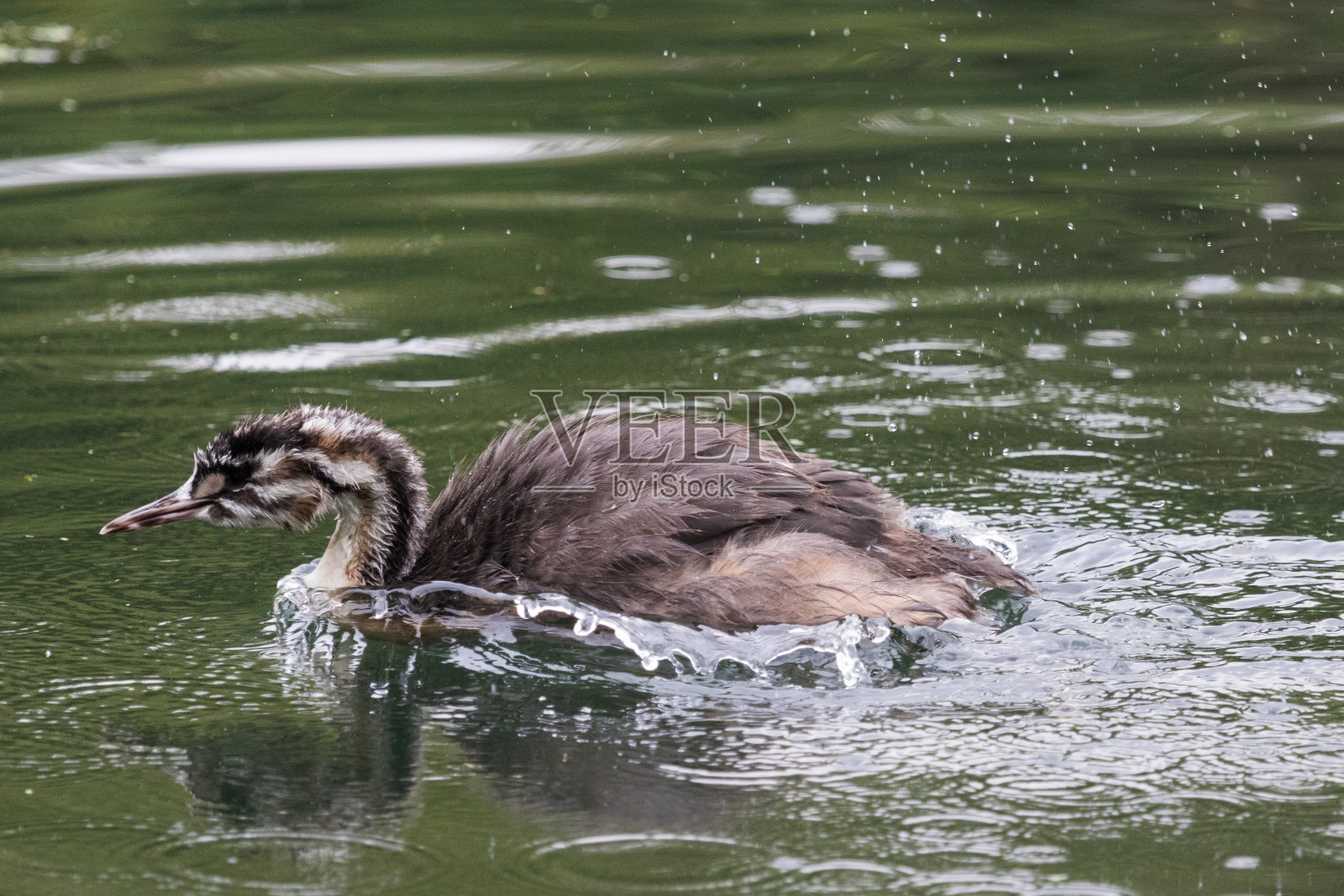 大冠毛鸊鷉- Podiceps cristatus照片摄影图片