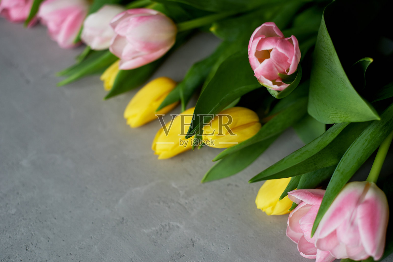 混凝土下的灰色背景上，粉红色和黄色的郁金香。从顶部的视图，放置文本照片摄影图片