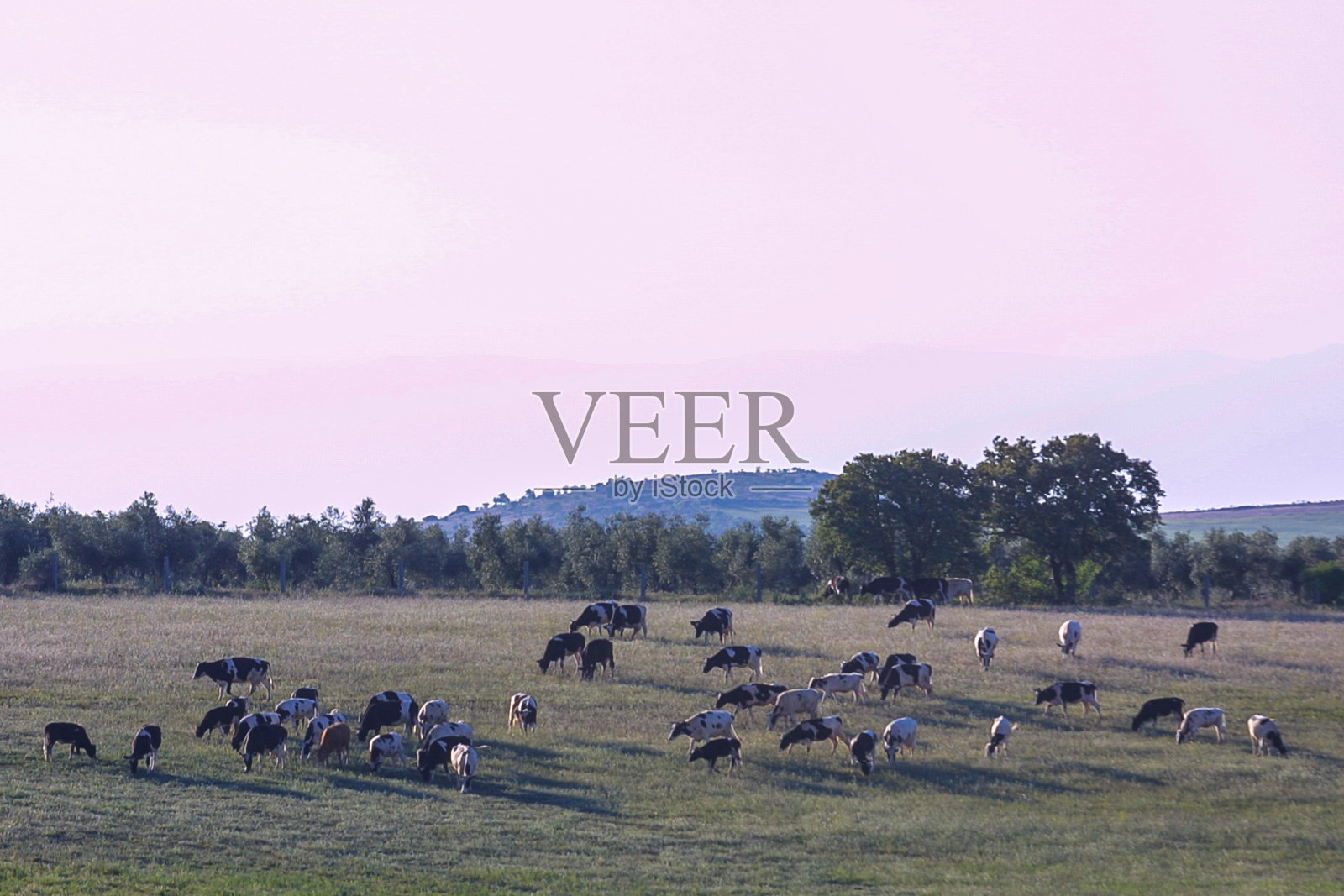 小牛和母牛的农场照片摄影图片