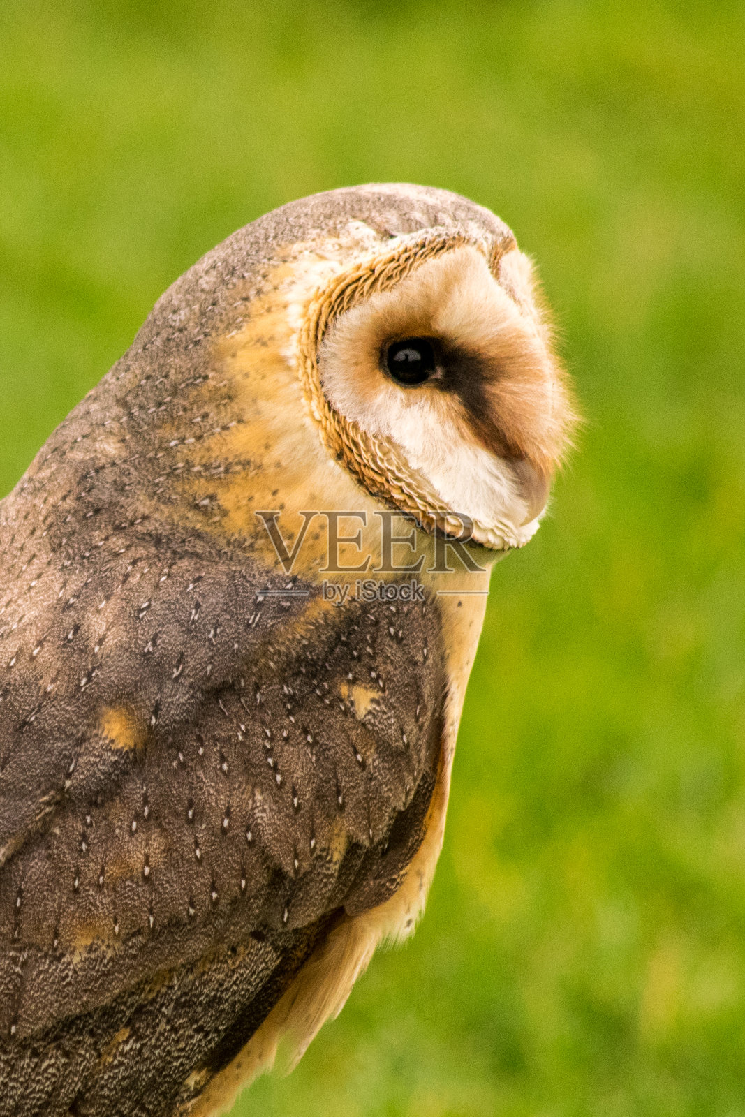 谷仓猫头鹰头像照片摄影图片