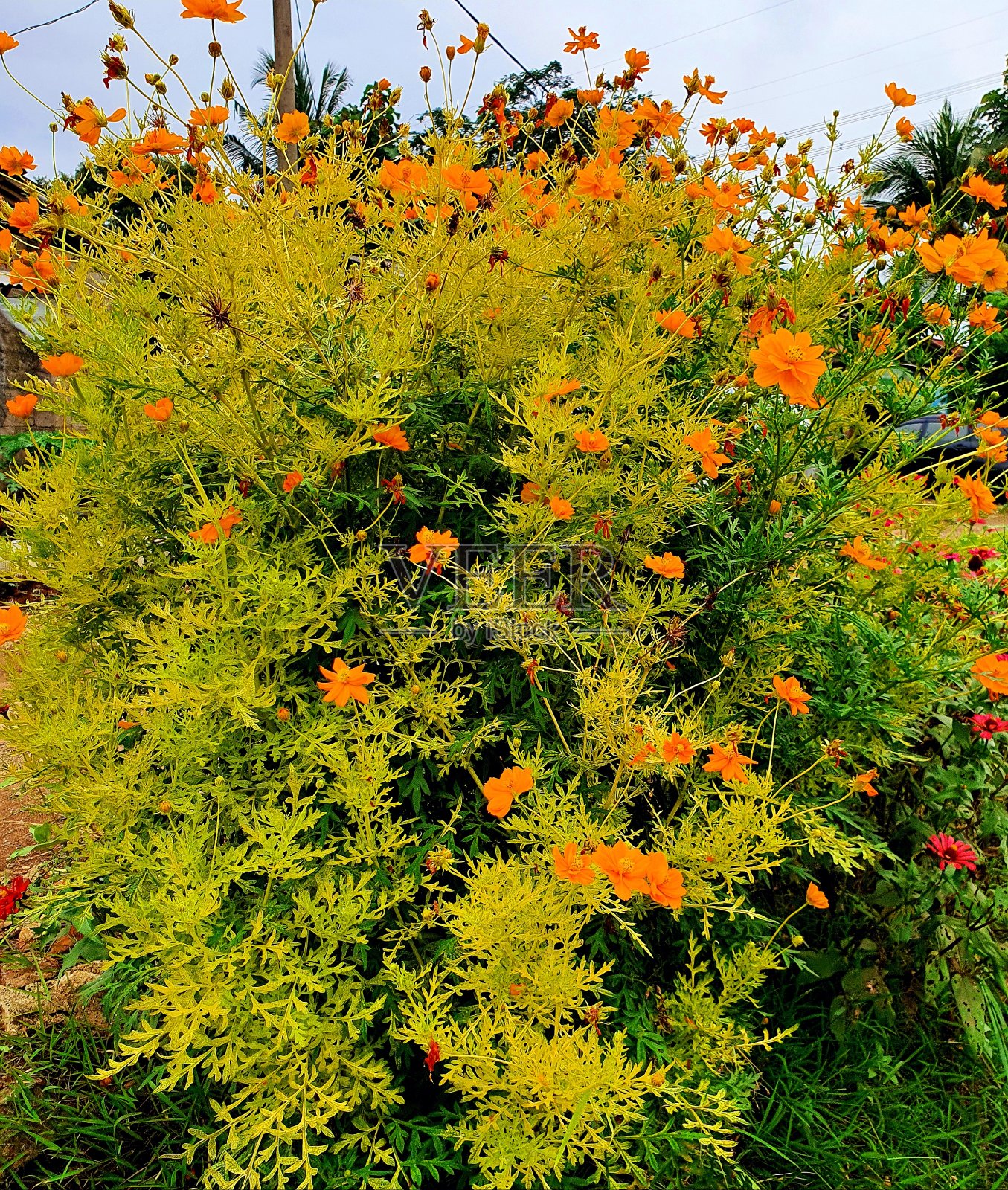 公园里的桔黄色小花照片摄影图片