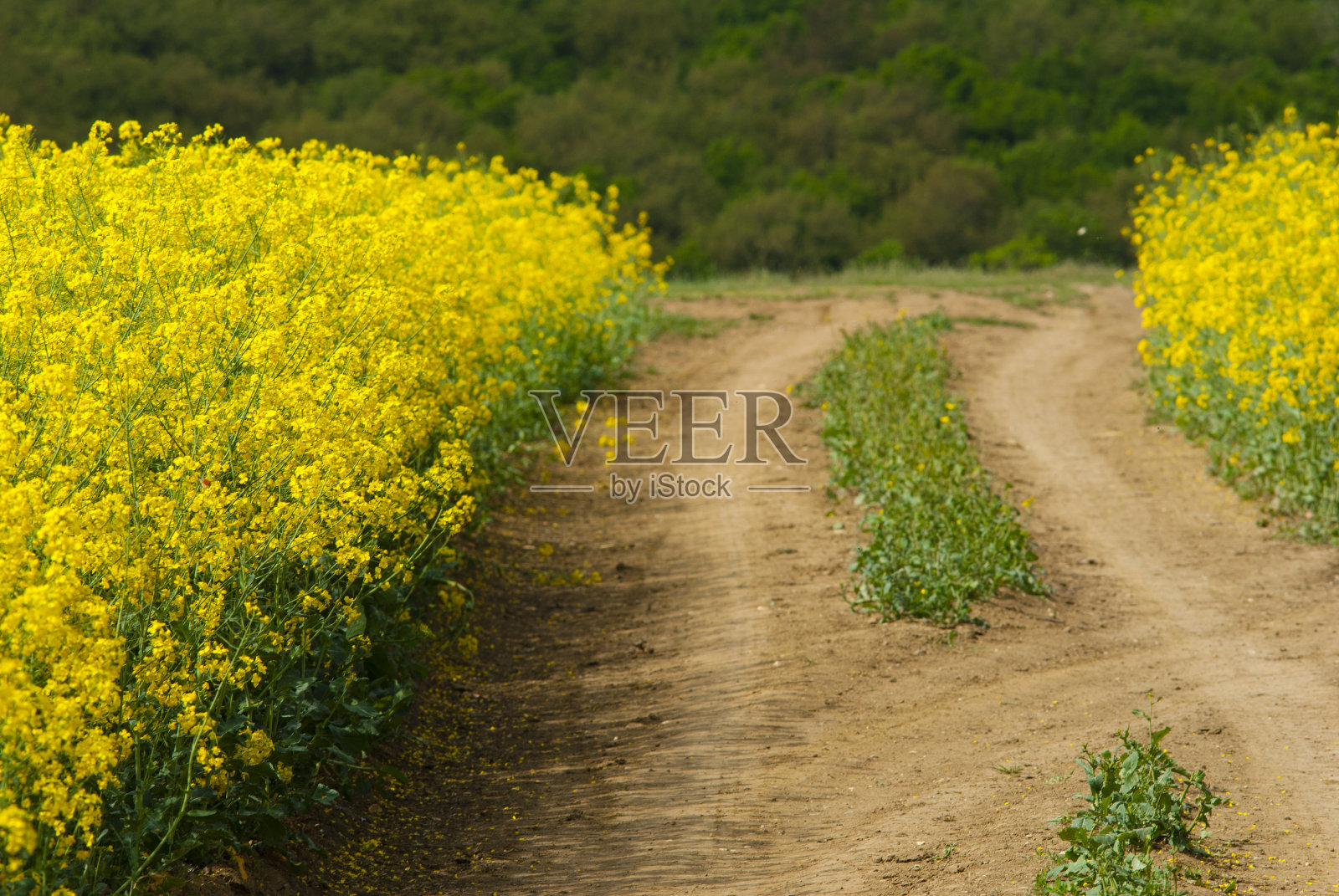 油菜照片摄影图片
