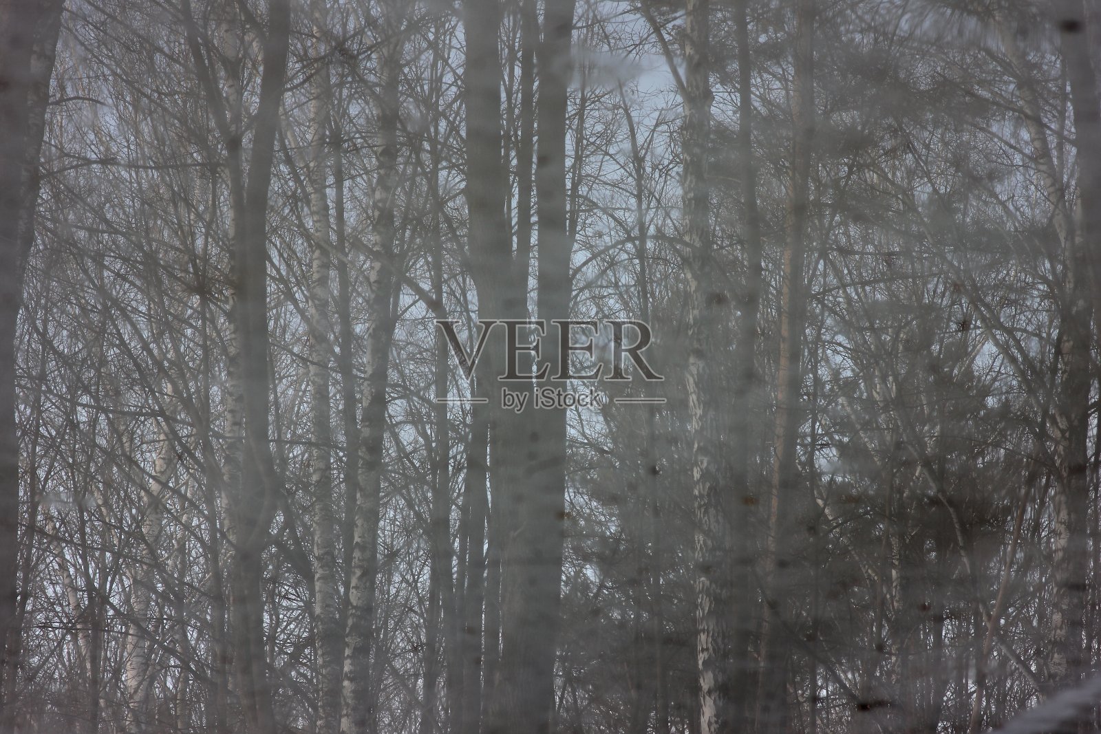 在融雪的背景下，泉水中树木模糊的倒影照片摄影图片