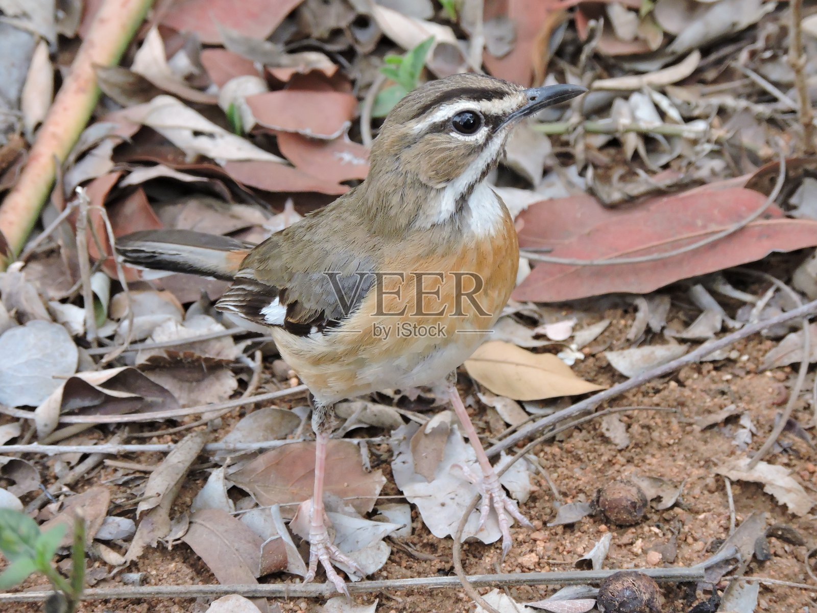 森林里的长胡子矮林知更鸟照片摄影图片