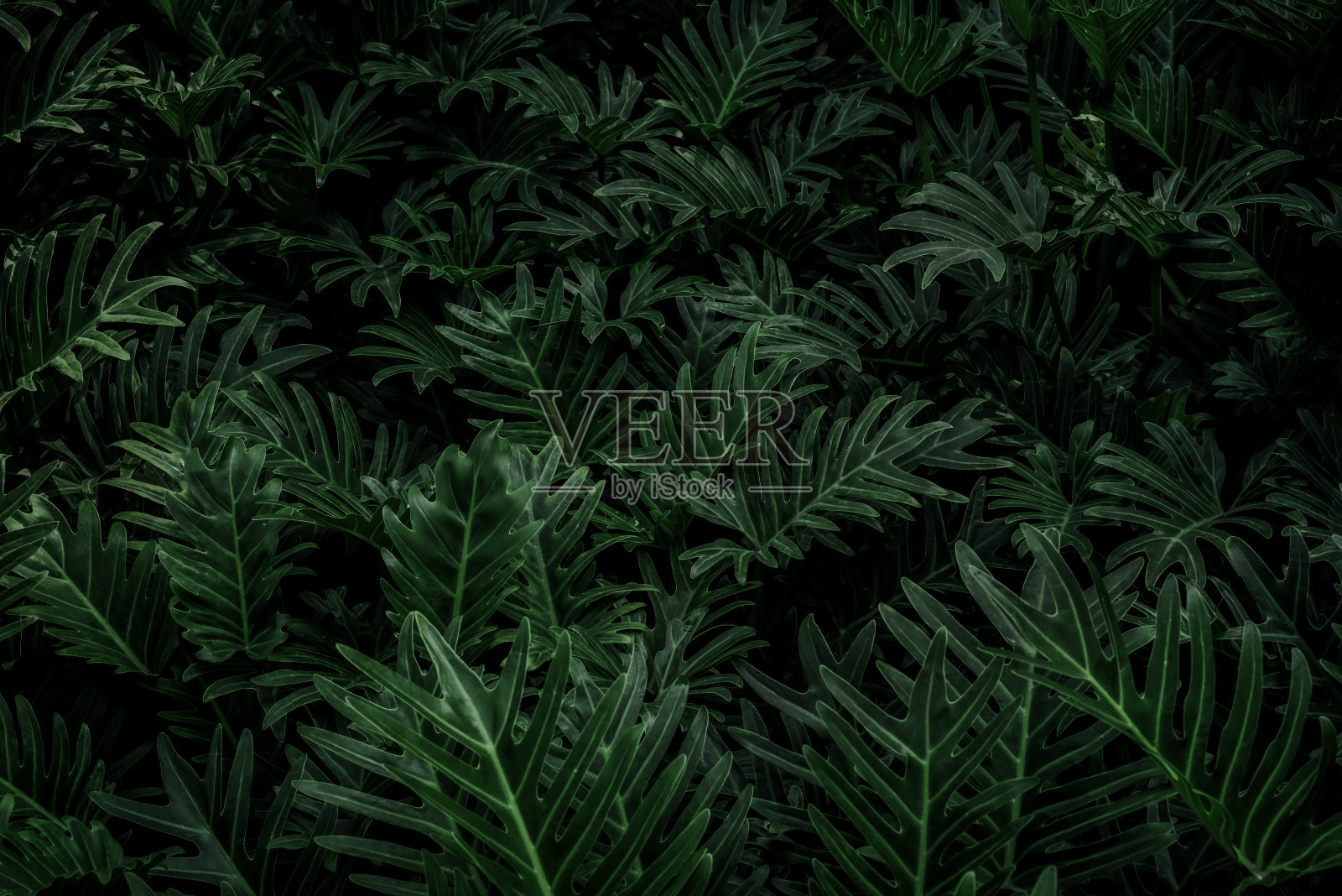 绿色植物的叶子纹理自然，绿色的背景照片摄影图片