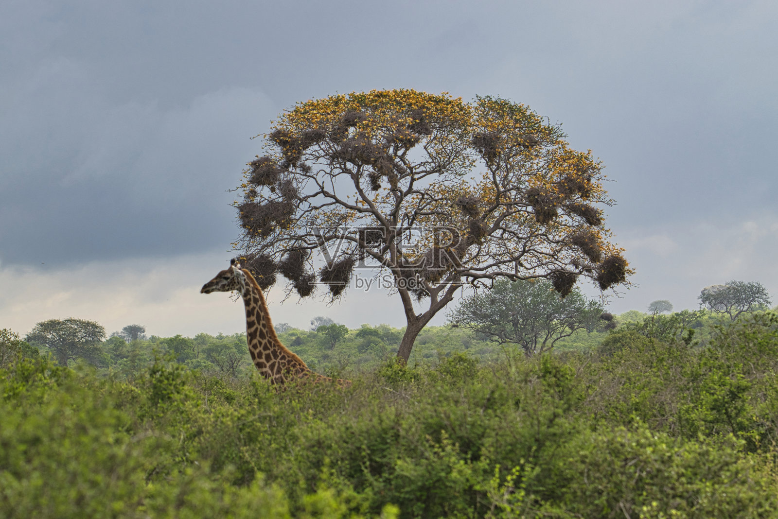 肯尼亚察沃东部和察沃西部国家公园的长颈鹿照片摄影图片