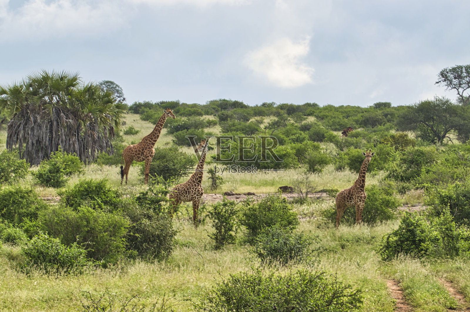 肯尼亚察沃东部和察沃西部国家公园的长颈鹿照片摄影图片