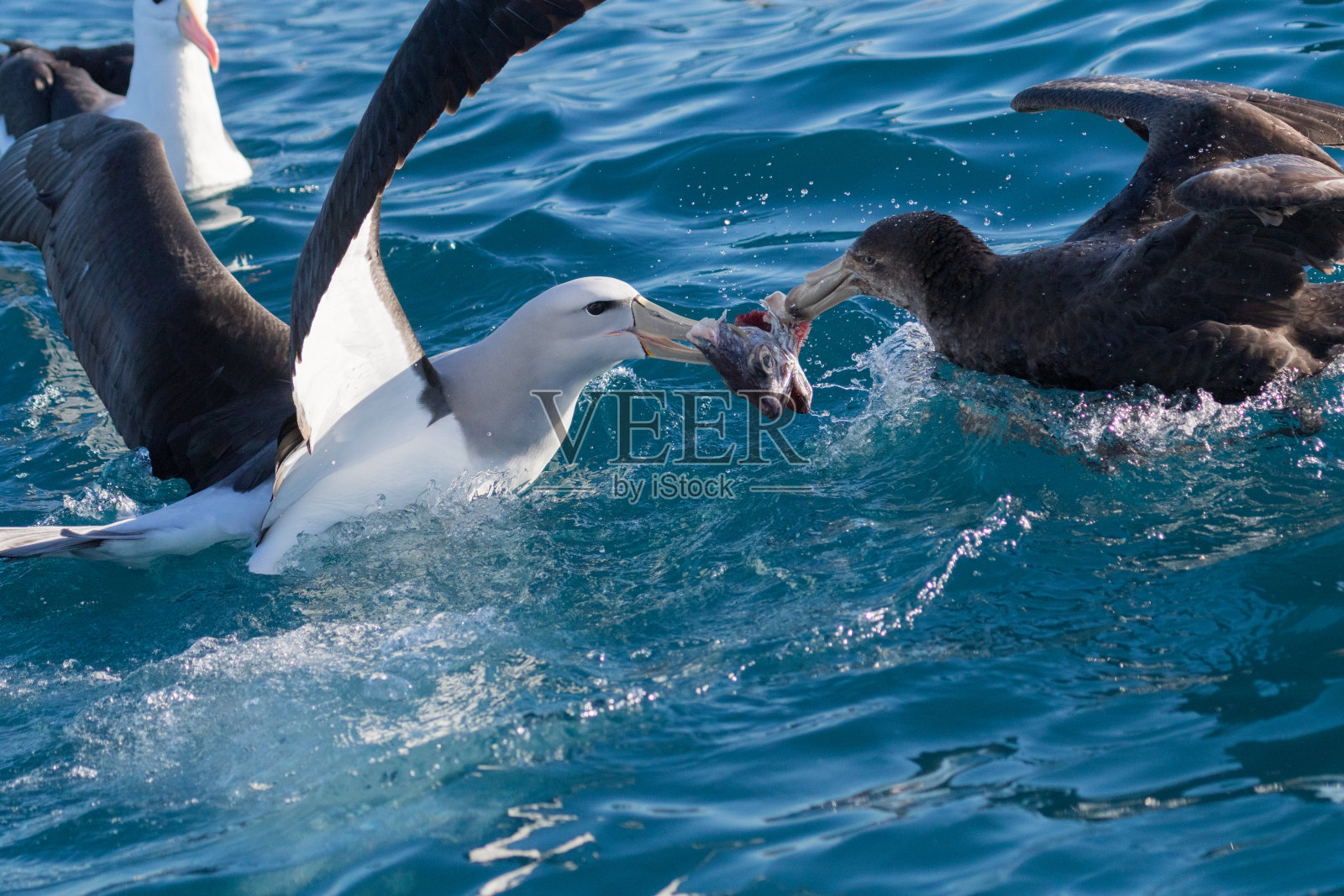 北方巨海燕——哈利巨海燕照片摄影图片