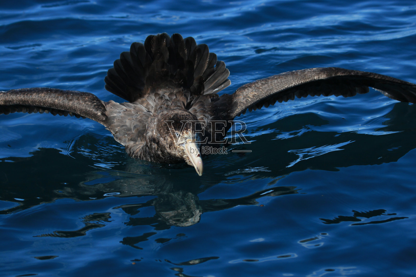 北方巨海燕——哈利巨海燕照片摄影图片