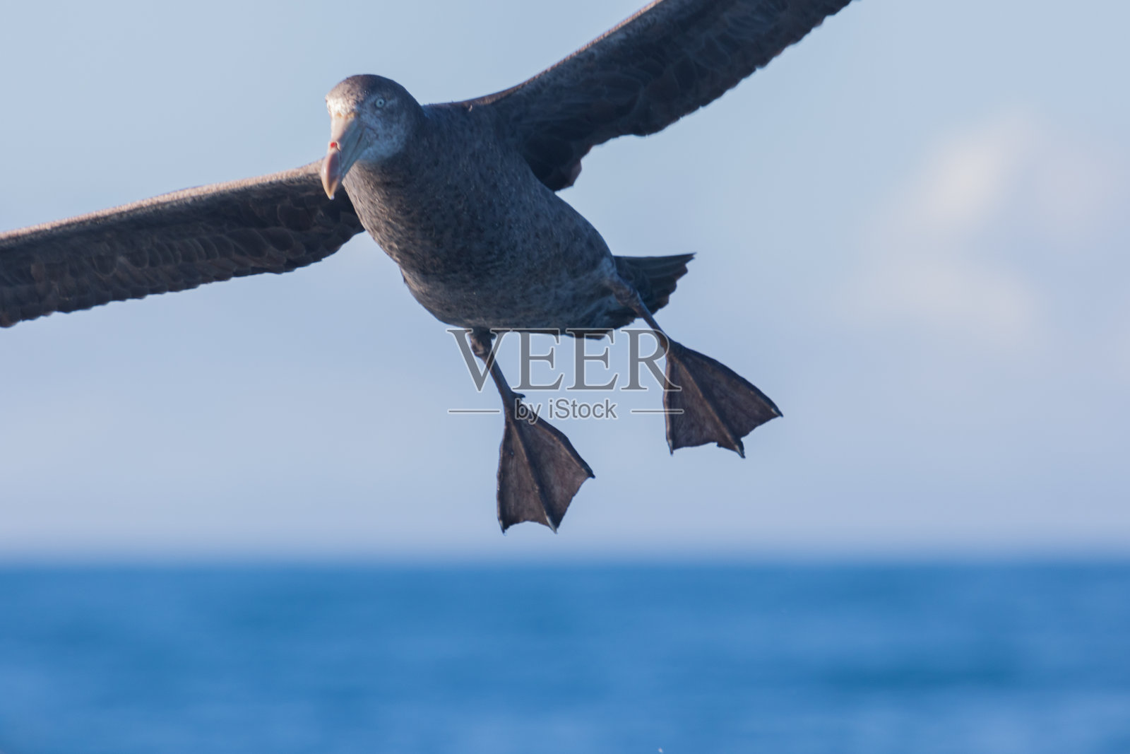 北方巨海燕——哈利巨海燕照片摄影图片