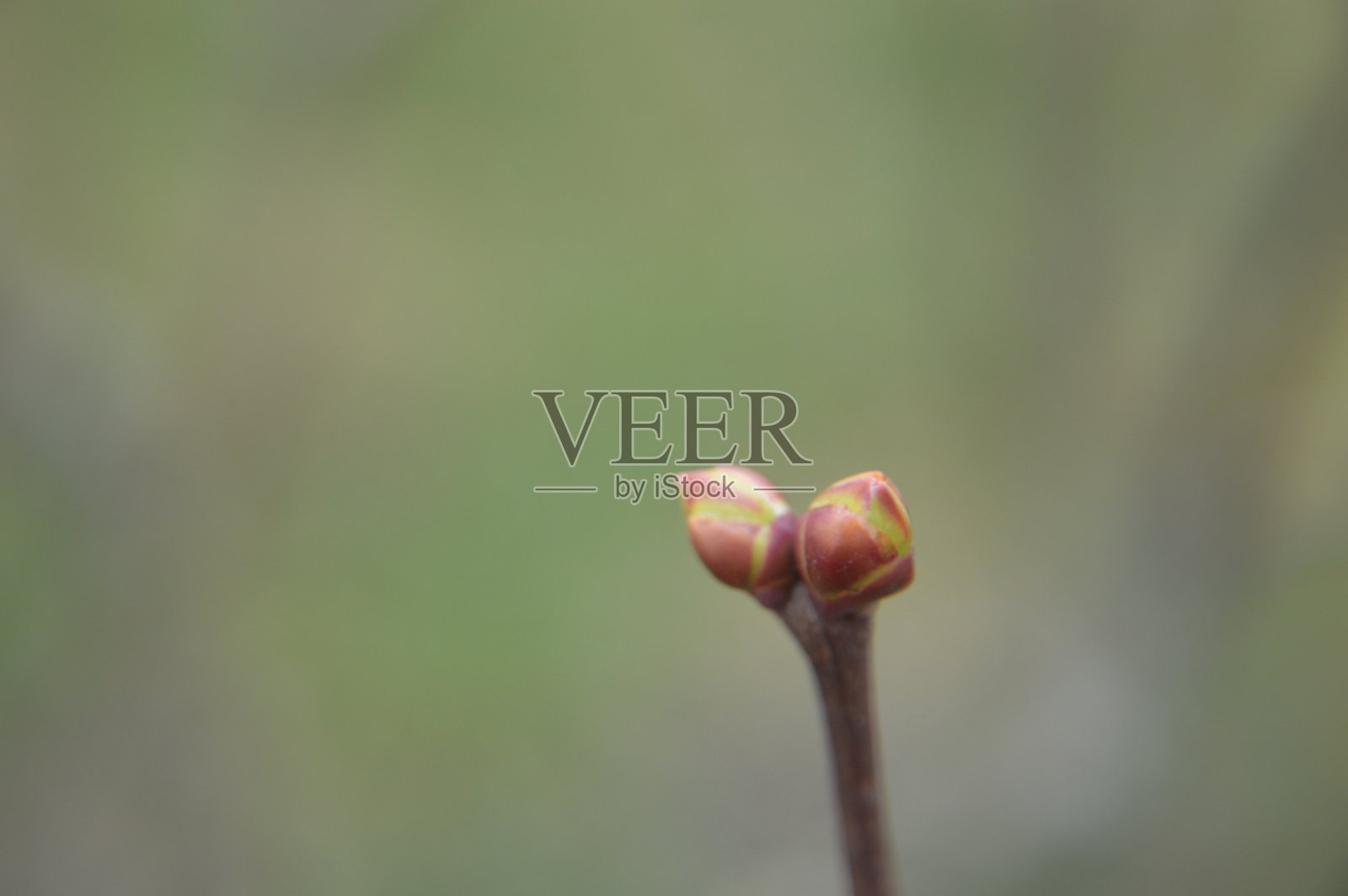 花园里的树上开满了春蕾照片摄影图片