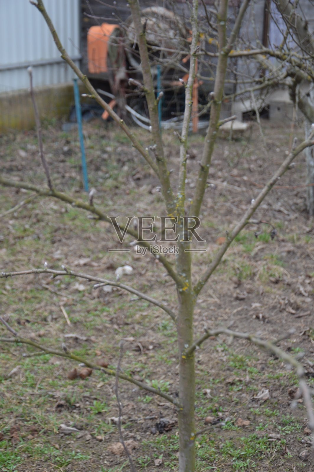 花园里的树上开满了春蕾照片摄影图片