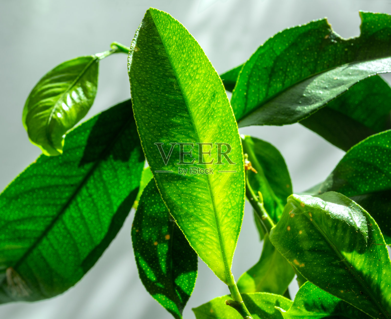 绿色的柠檬叶子被阳光照射照片摄影图片