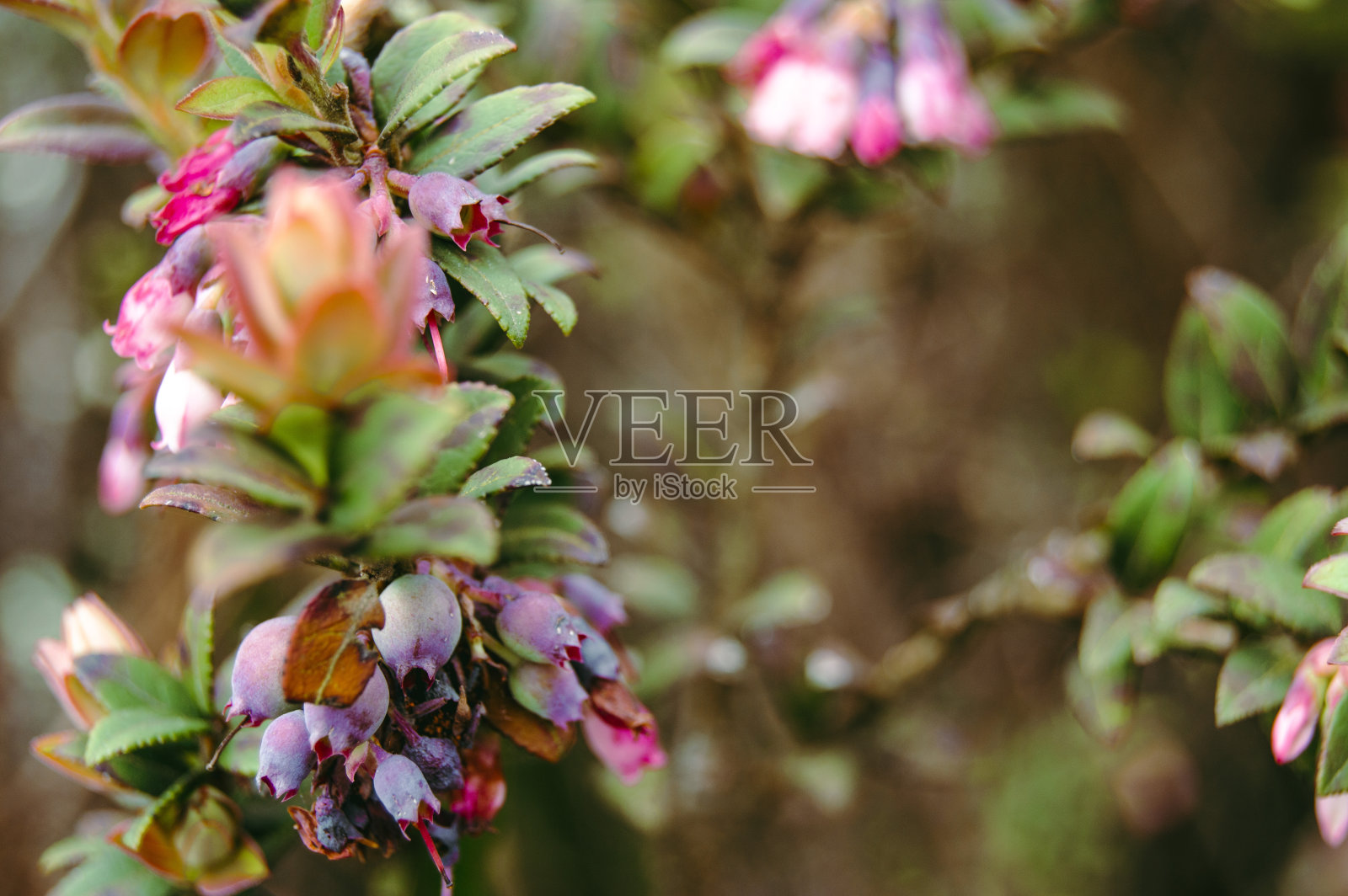 沼泽的花照片摄影图片