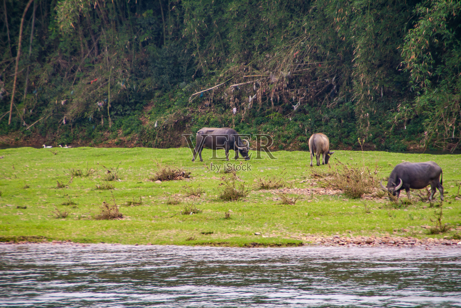 在中国桂林漓江沿岸的绿色草地上，3头放牧的水牛。照片摄影图片