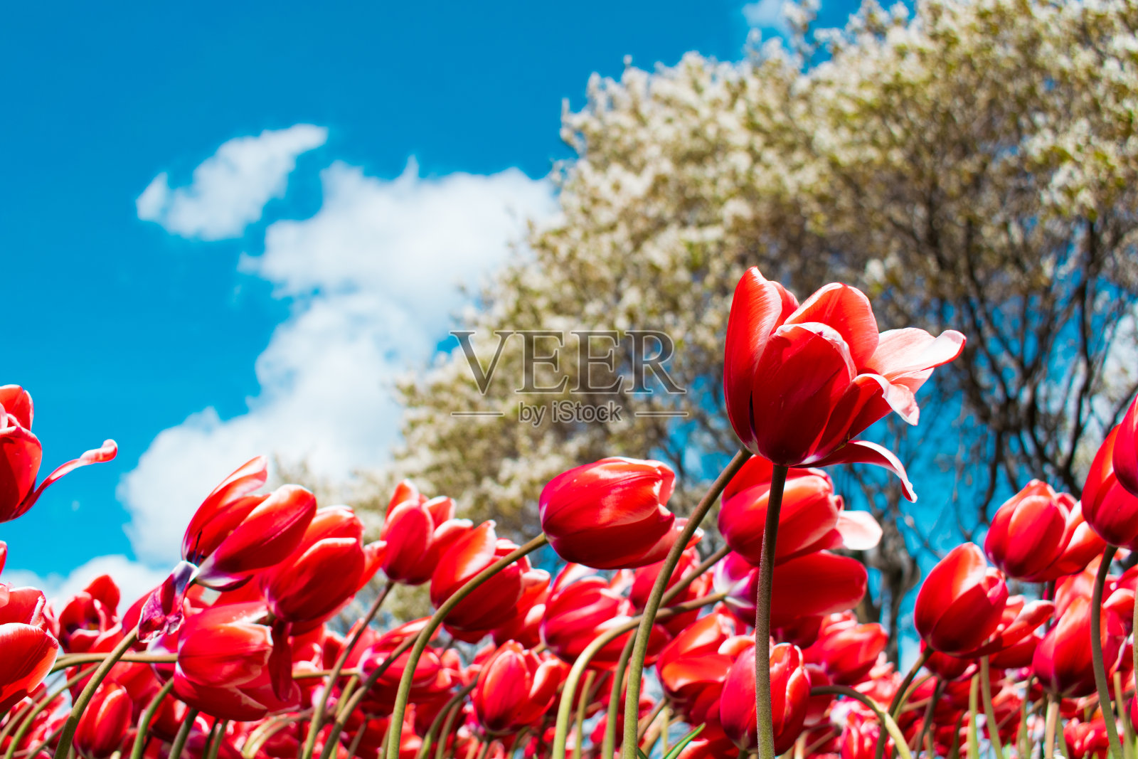 郁金香在春天盛开照片摄影图片