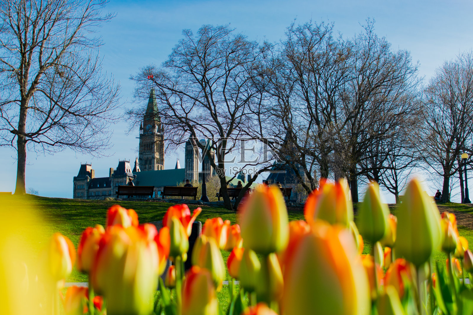 郁金香在春天盛开照片摄影图片