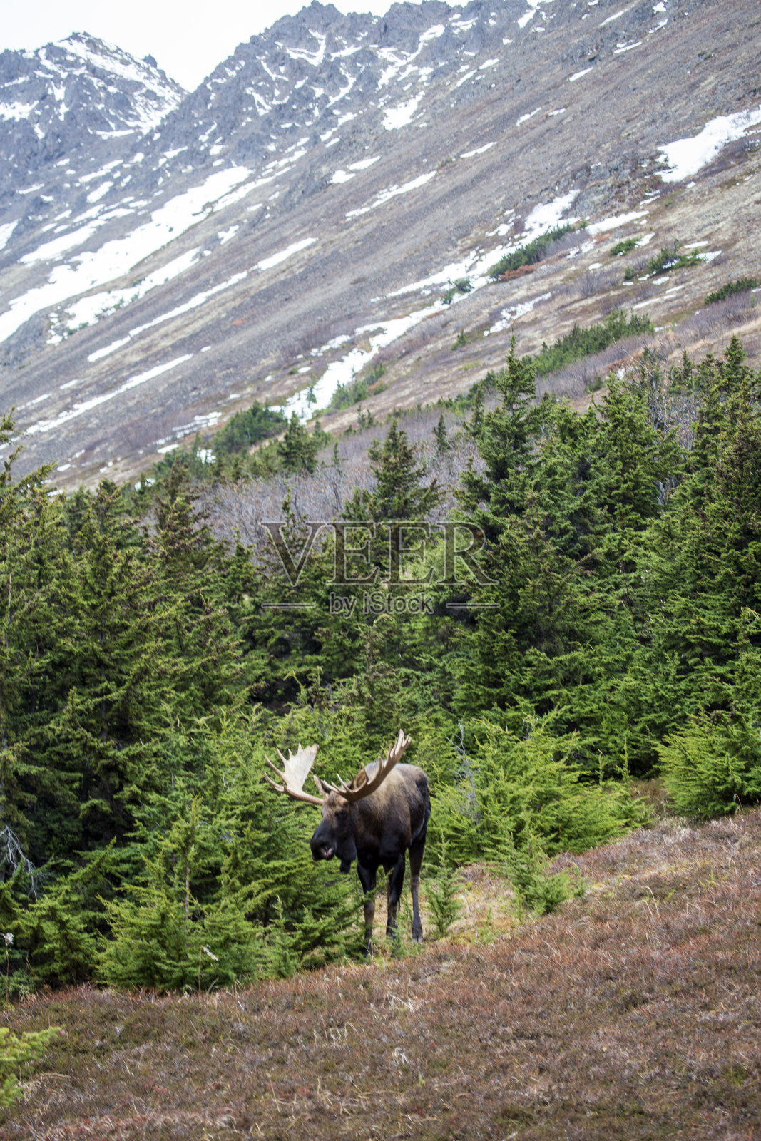 公麋照片摄影图片