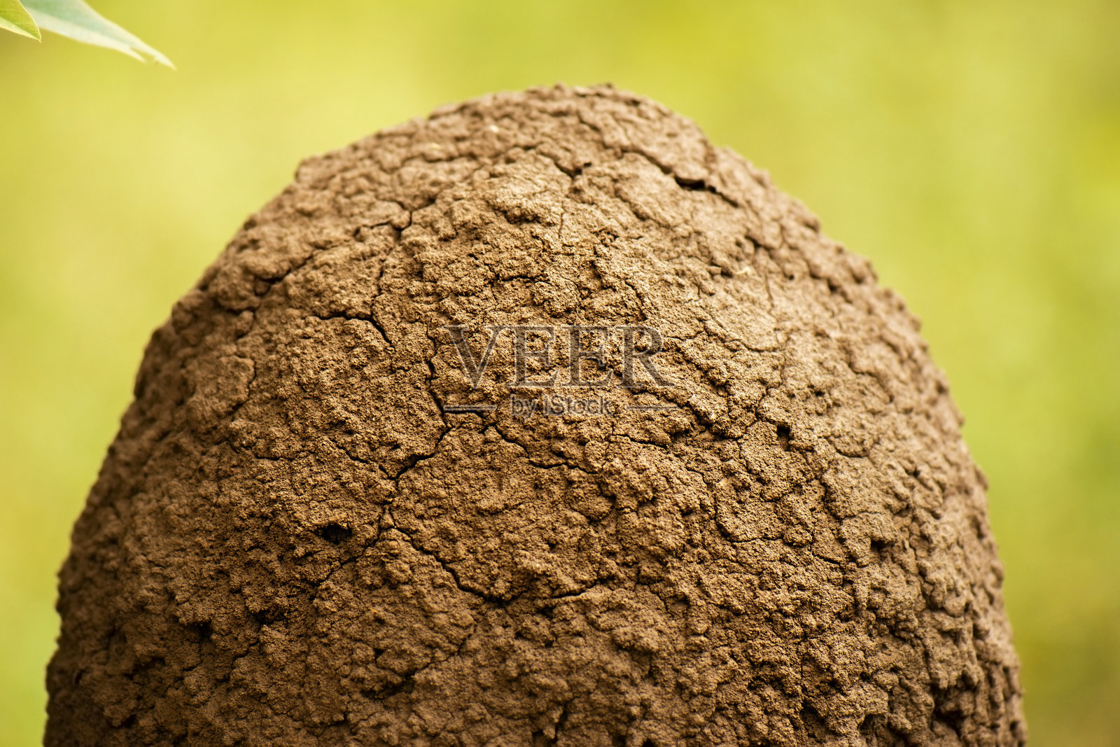 白蚁巢穴照片摄影图片