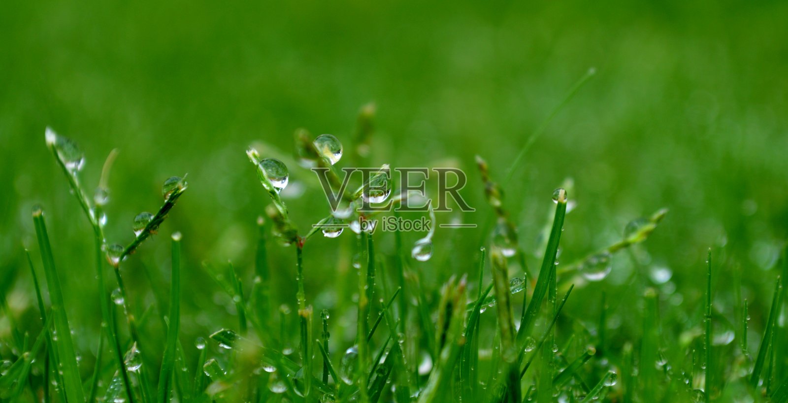 水滴照片摄影图片